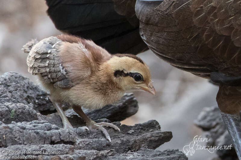 Coq bankivaPoussin, identification