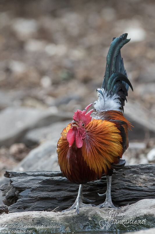 Coq bankiva mâle adulte, boit