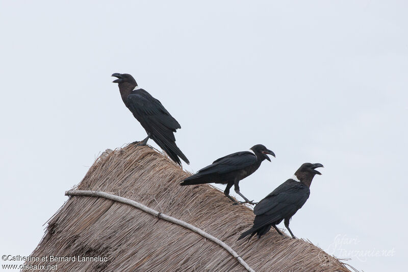 Corbeau à nuque blancheadulte