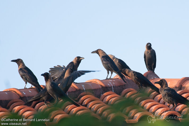 House Crowadult, habitat