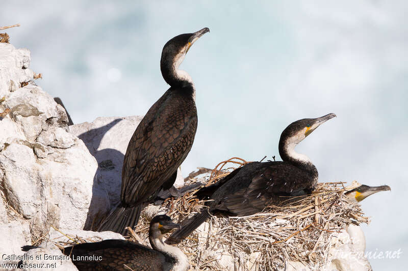 Cormoran à poitrine blancheadulte, Nidification, r. coloniale