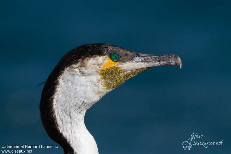 Cormoran à poitrine blancheadulte, portrait