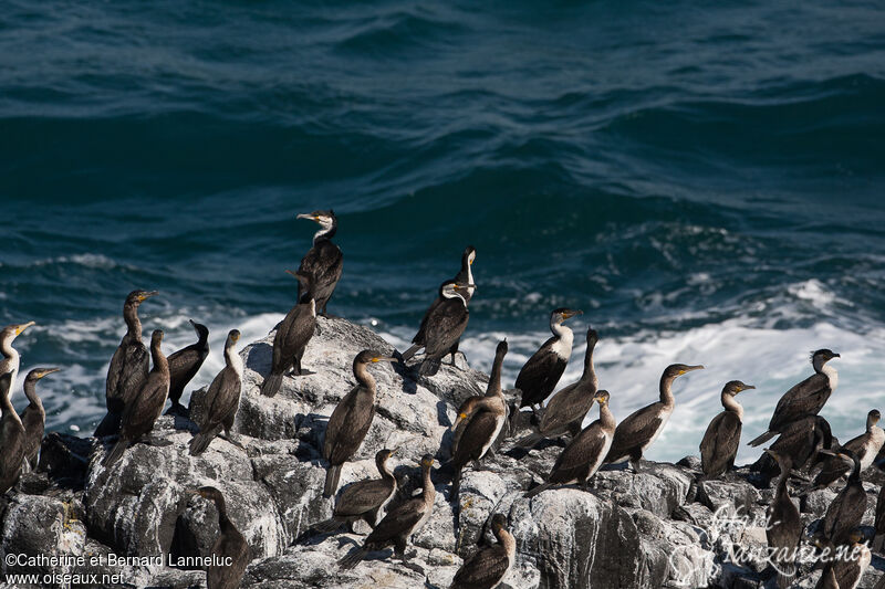 Cormoran à poitrine blanche, r. coloniale, Comportement