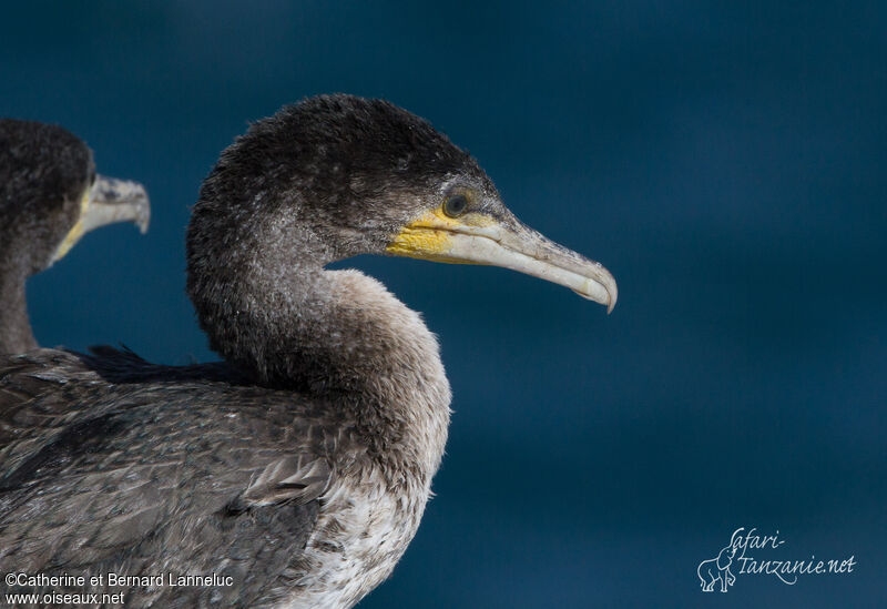 Cormoran à poitrine blanchejuvénile, portrait