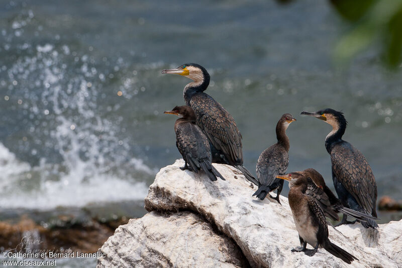 Cormoran africain, habitat