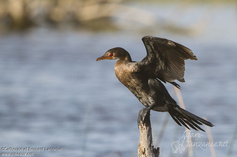 Cormoran africainadulte, Vol