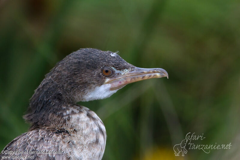 Cormoran africainimmature, portrait