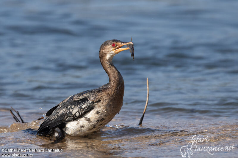 Cormoran africain, pêche/chasse