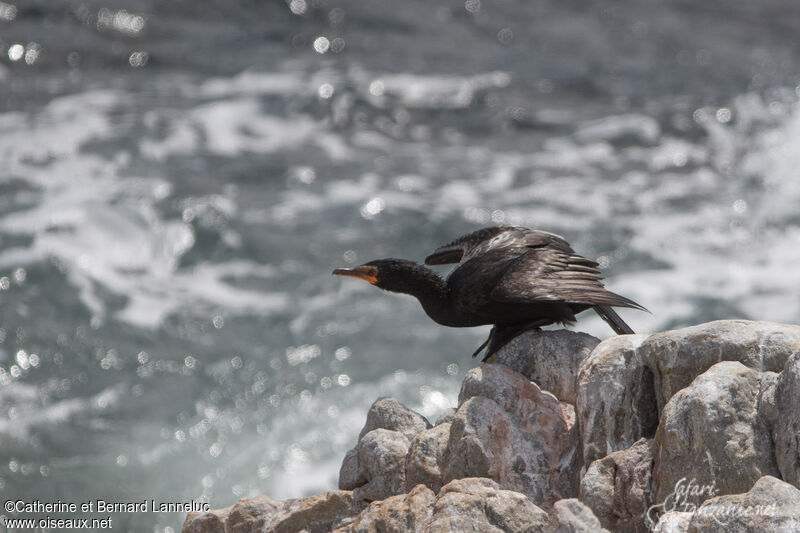 Crowned Cormorantadult, Flight, Behaviour