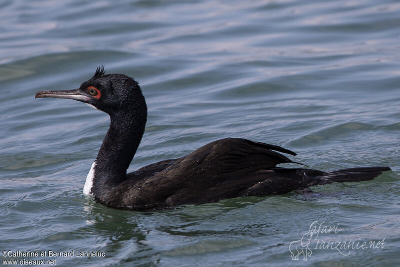 Cormoran de Bougainvilleadulte, nage