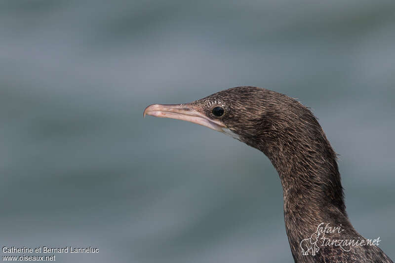 Little Cormorantimmature, close-up portrait