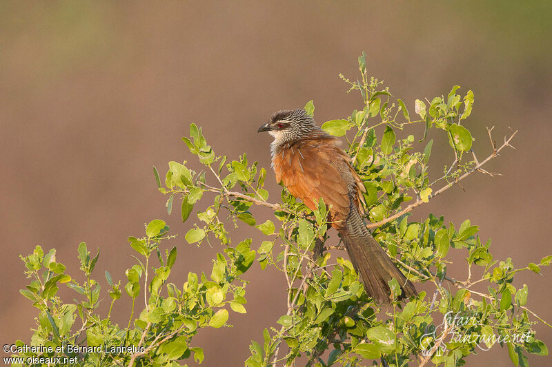 White-browed Coucaladult, identification