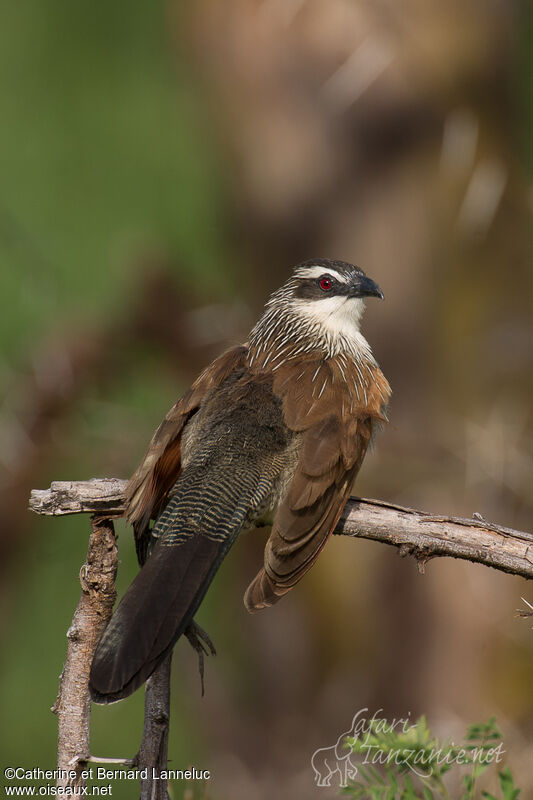 Coucal à sourcils blancsadulte, composition