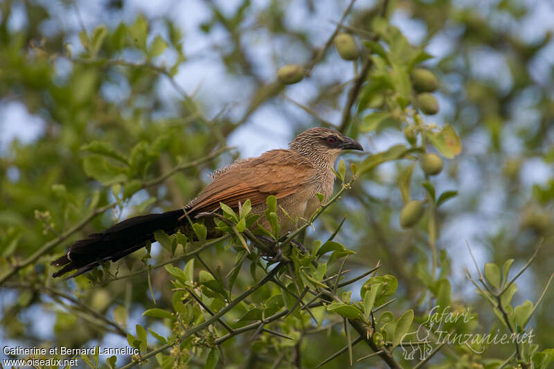 White-browed Coucalimmature, identification