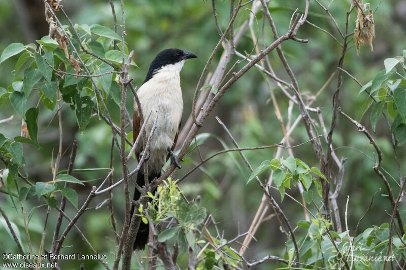 Burchell's Coucaladult, identification