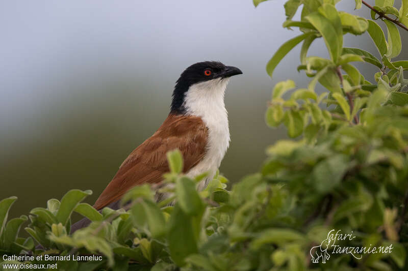 Coucal du Sénégaladulte, portrait