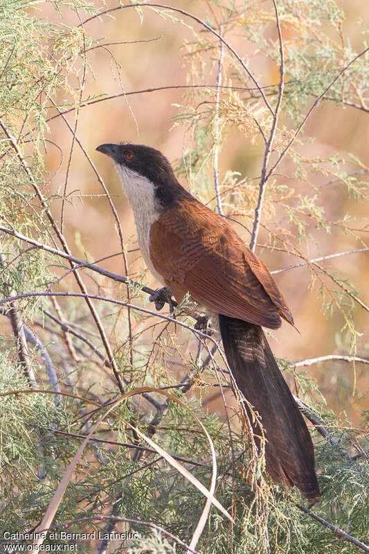 Senegal Coucalimmature, identification