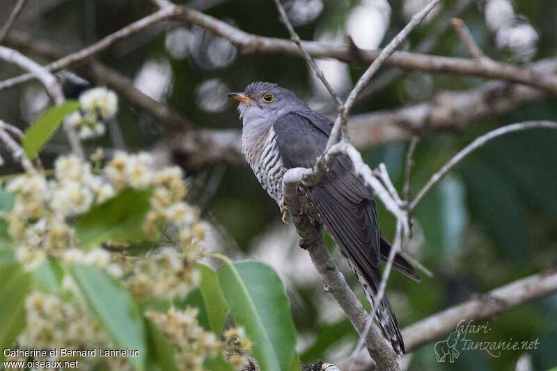 Himalayan Cuckooadult, identification