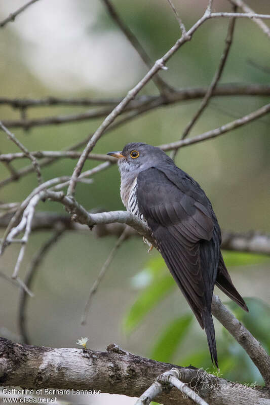 Himalayan Cuckooadult, identification