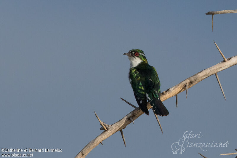 Diederik Cuckoo male adult