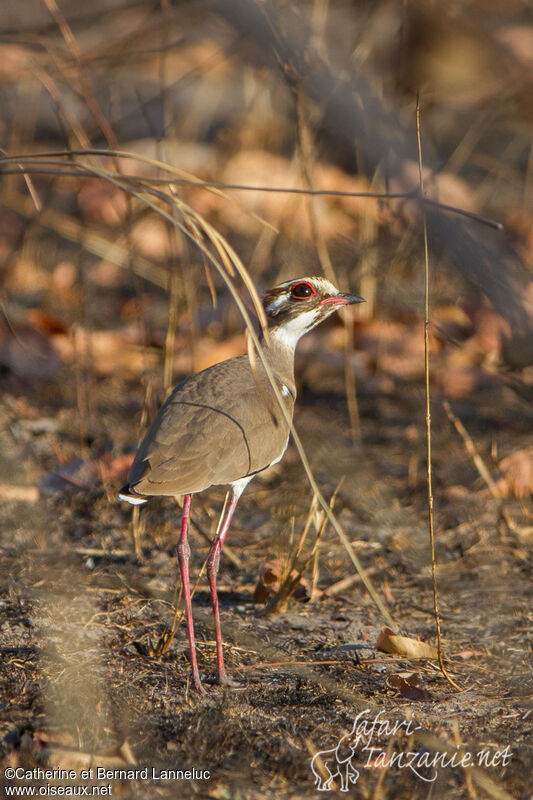 Bronze-winged Courseradult, identification