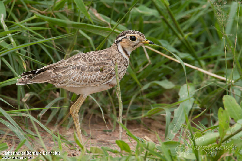 Courvite à triple collieradulte, identification