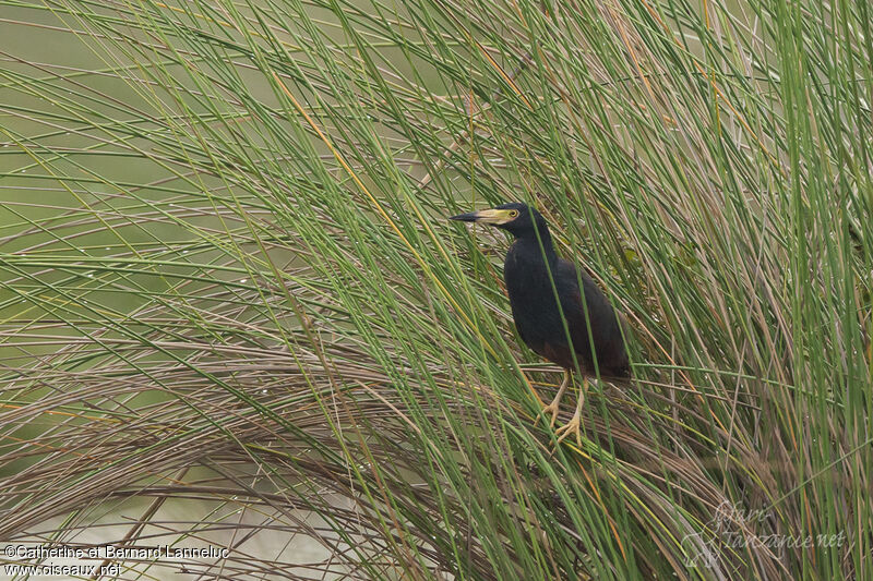 Rufous-bellied Heron male adult, habitat, Behaviour