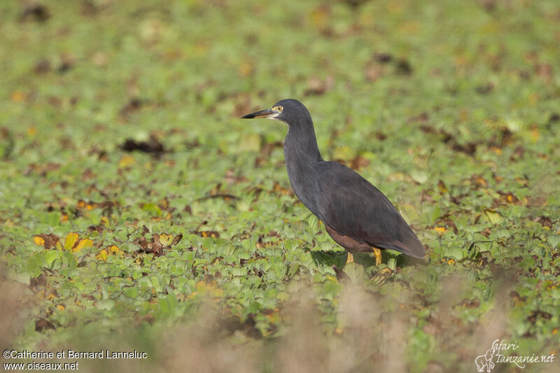 Crabier à ventre rouxadulte, identification