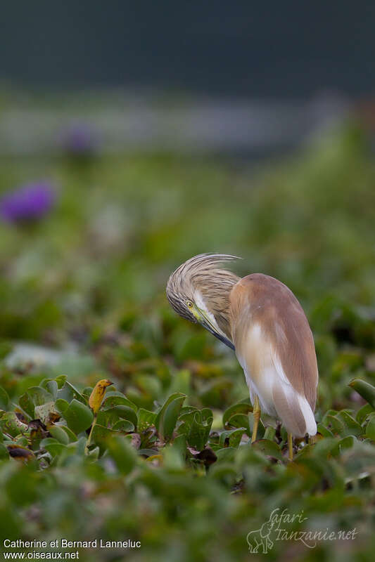 Squacco Heronadult breeding, care, Behaviour