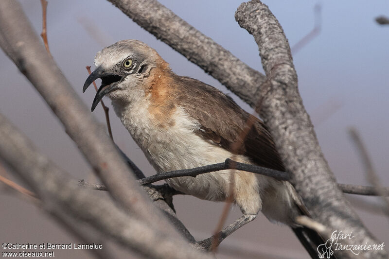 Bare-cheeked Babbleradult