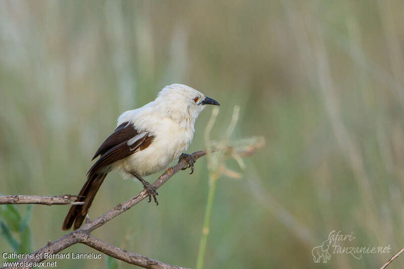 Southern Pied Babbleradult, identification