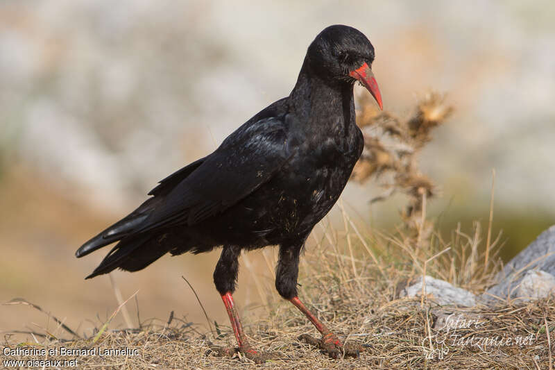 Red-billed Choughadult, feeding habits