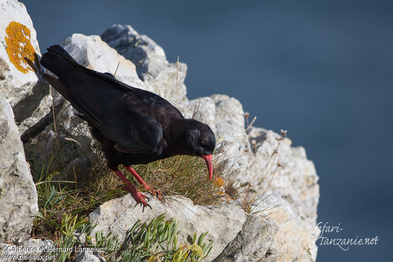 Red-billed Choughadult, habitat, eats, Behaviour