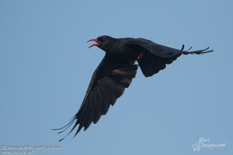 Red-billed Choughadult, Flight