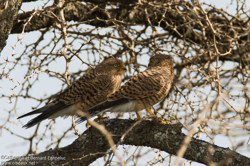 Greater Kestreladult, Reproduction-nesting