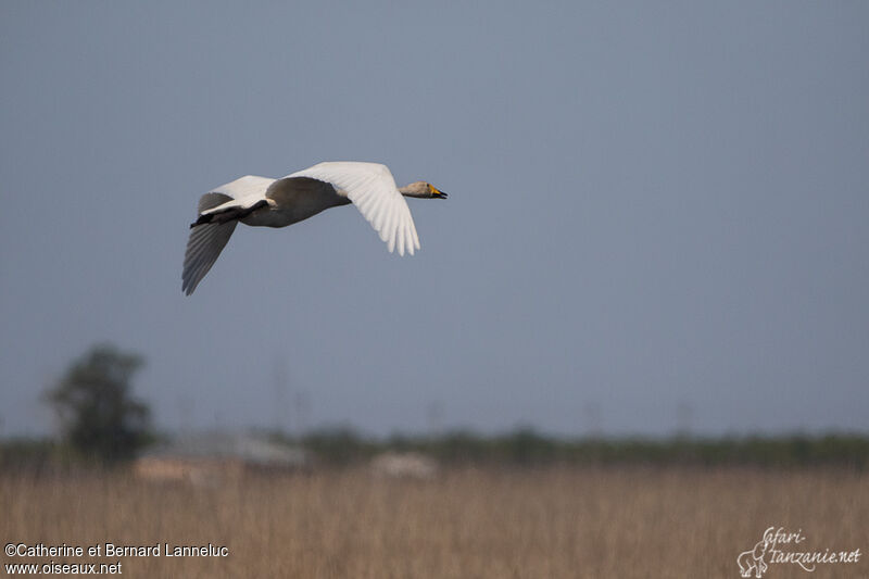 Cygne chanteuradulte, Vol