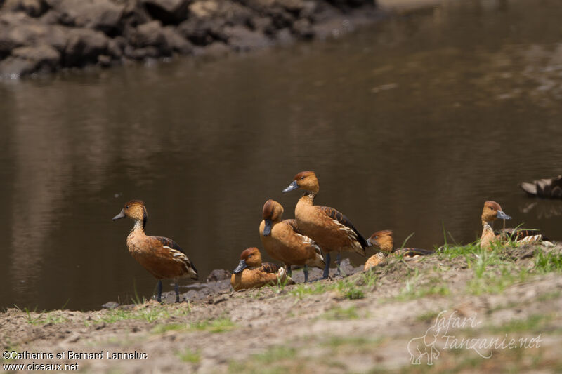 Dendrocygne fauve