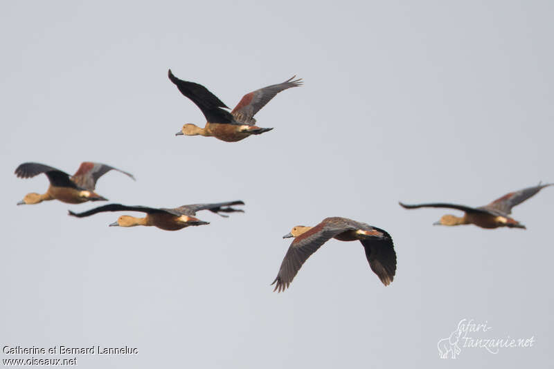 Lesser Whistling Duckadult, Flight