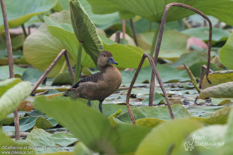 Dendrocygne siffleuradulte, habitat