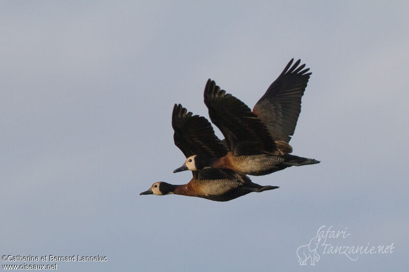 White-faced Whistling Duckadult, Flight