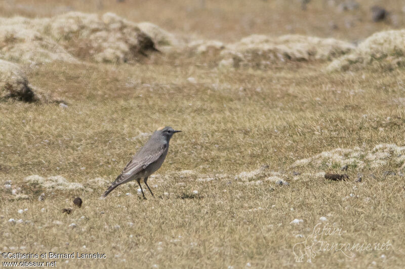 Dormilon à nuque jauneadulte, habitat