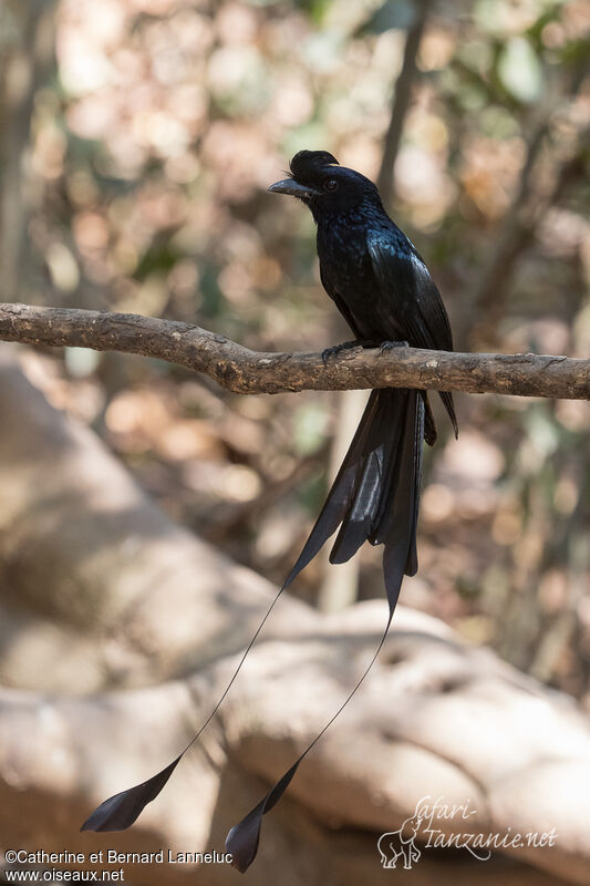 Greater Racket-tailed Drongoadult, aspect