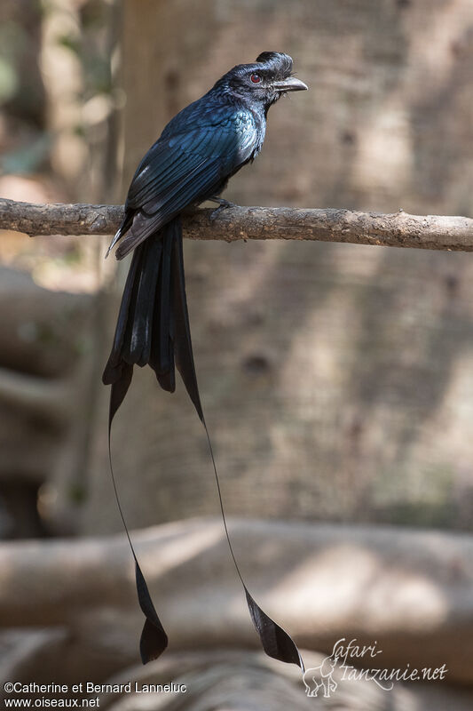 Drongo à raquettesadulte, identification