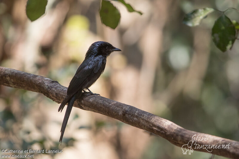 Drongo bronzéadulte, habitat