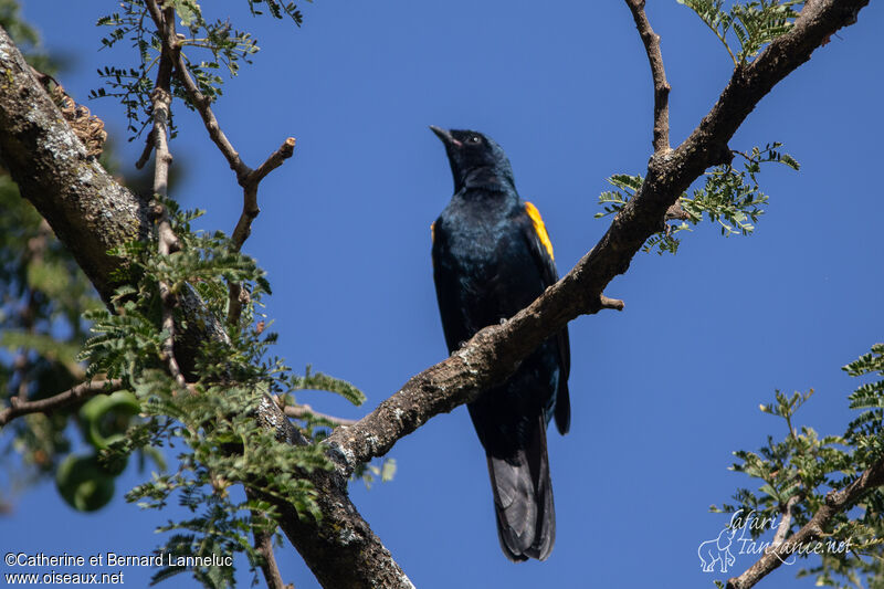 Red-shouldered Cuckooshrike male adult, identification