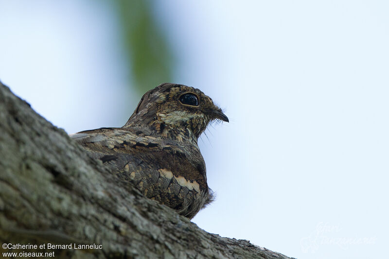 European Nightjar