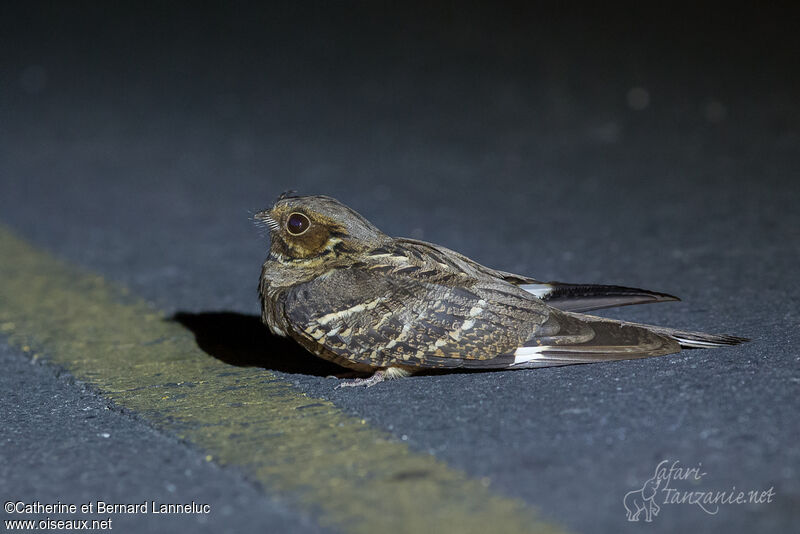 Large-tailed Nightjar