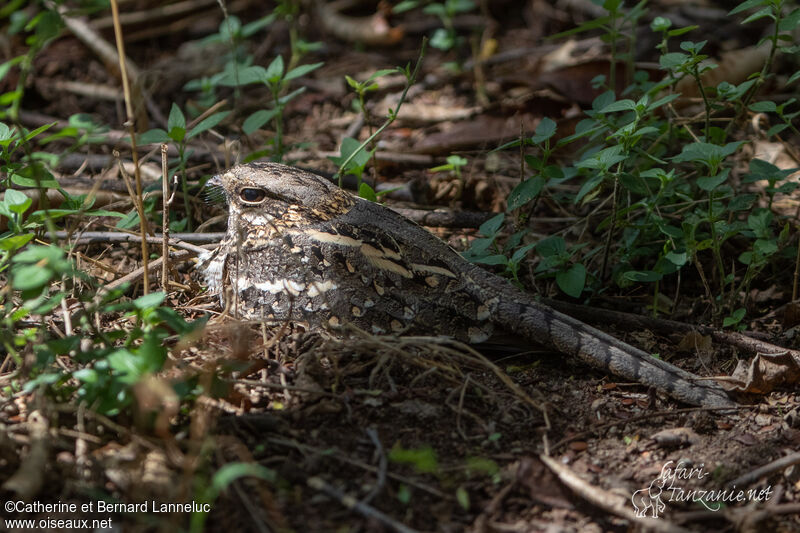 Slender-tailed Nightjaradult, identification