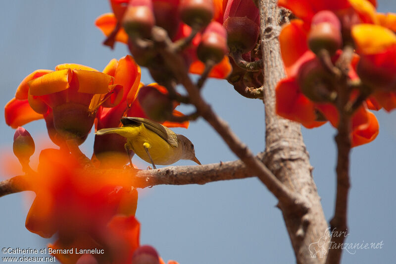 Senegal Eremomela