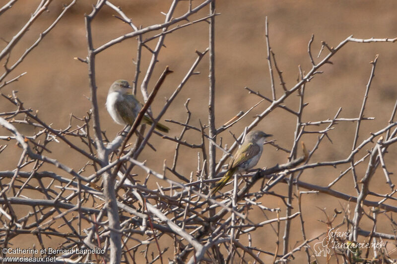 Karoo Eremomelaadult